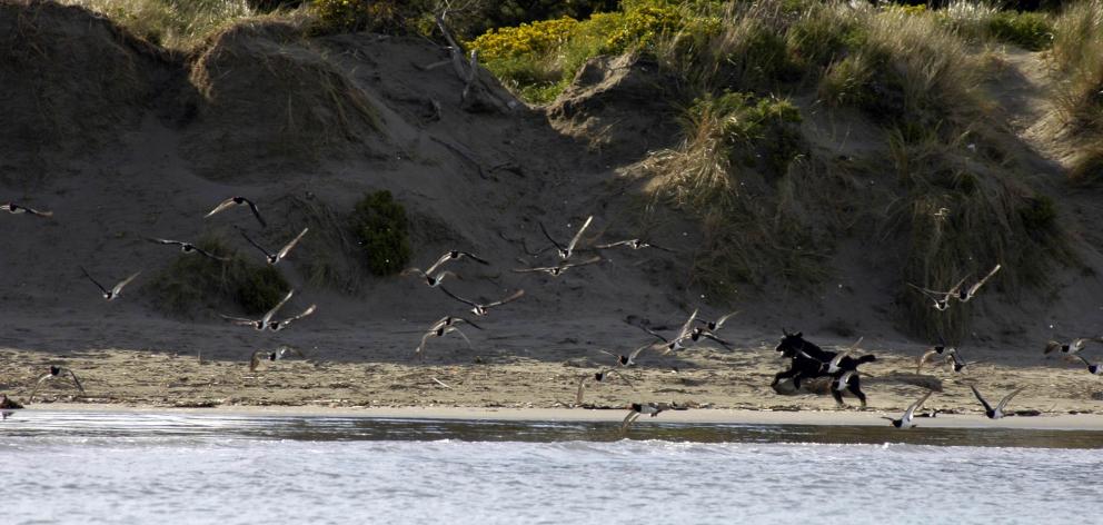 Owners must not allow their dogs onto the mudflats in the estuary where penguins gather. Photo:...