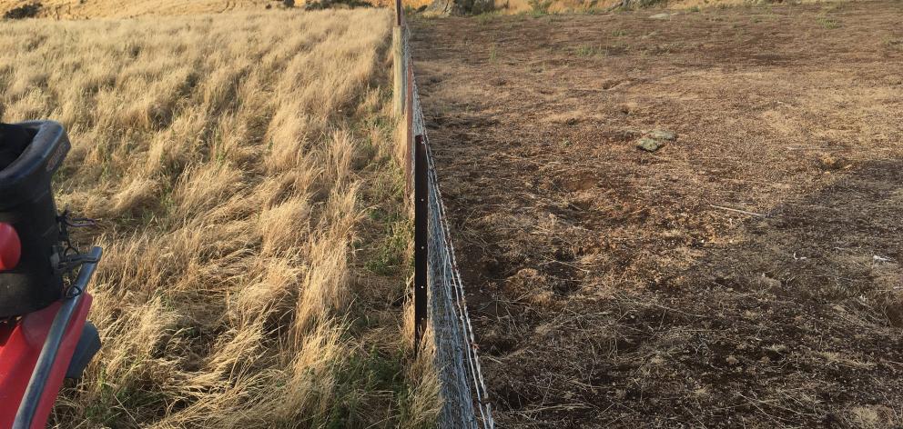 A rabbit-proof fence divides two farms in Central Otago. The farm on the left has had rabbit...