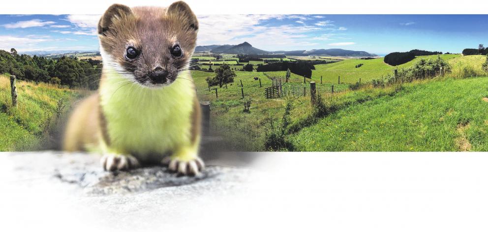 Stoats and weasels were first introduced to New Zealand in the 1880s, here at Bushey Park, a...