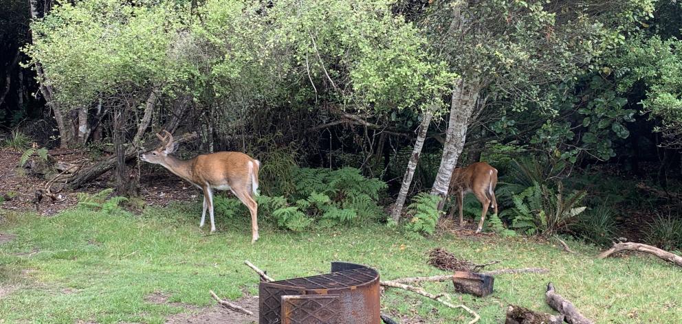 White tail deer at Port William.