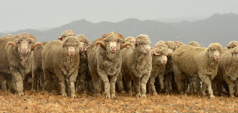 The Reda Group has invested in New Zealand and says working together with merino growers will...