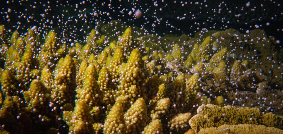 Coral reefs explode with fertility, releasing a blizzard of eggs and sperm. 
PHOTO: GETTY IMAGES