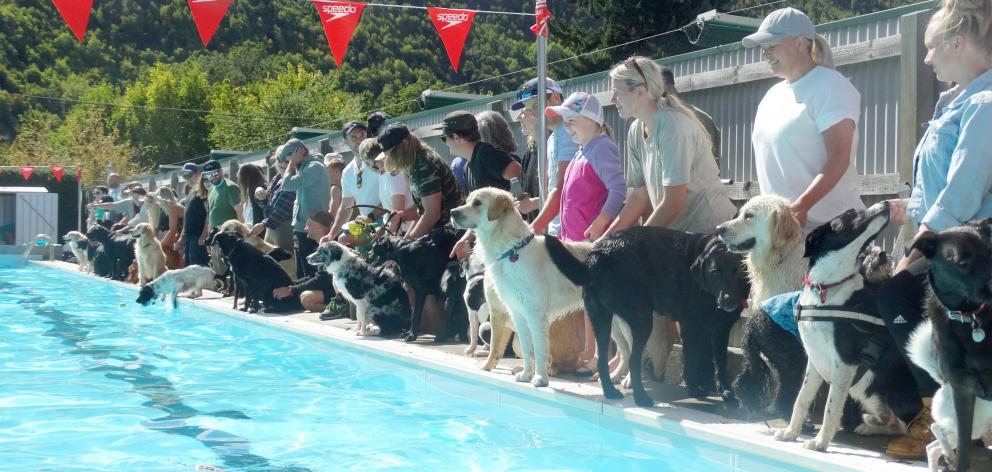 Dogs of all kinds having a blast at Arrowtown Memorial Pool yesterday. PHOTOS: LUCY WORMALD