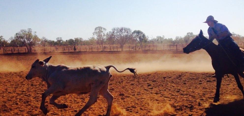 Mr Webley works on a cattle station in the Northern Territory. Photo: Supplied