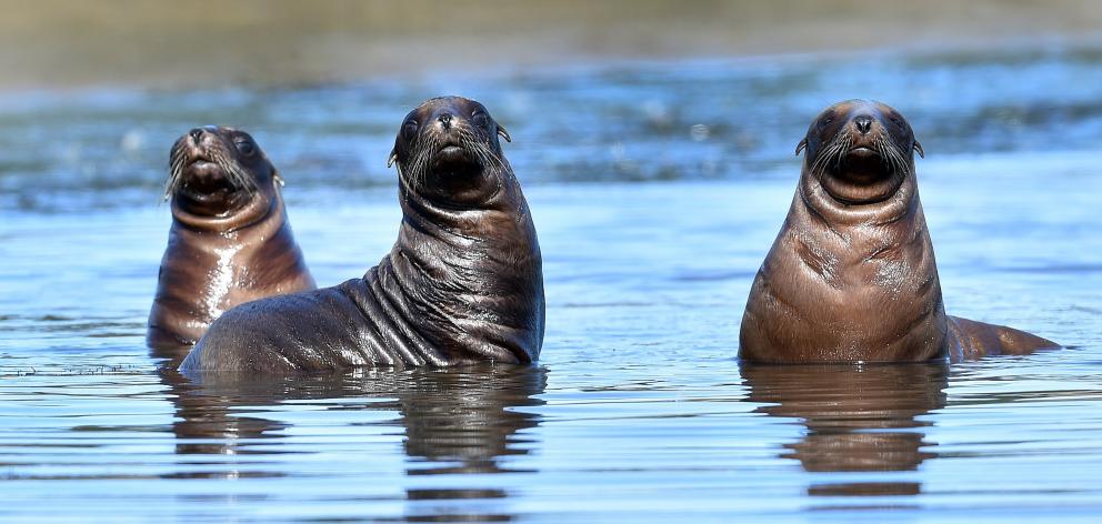 Nationally vulnerable New Zealand sea lion pups play in the waters of an Otago Peninsula coastal...