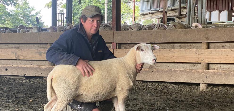Ross Paterson, of Waikaka Station, holds one of the Texel ewe hoggets in the short tail trial....
