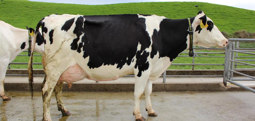 Holstein-Friesian cow Velaleen Baxter Condola, owned by Nathan Bayne, of North Otago, won the...