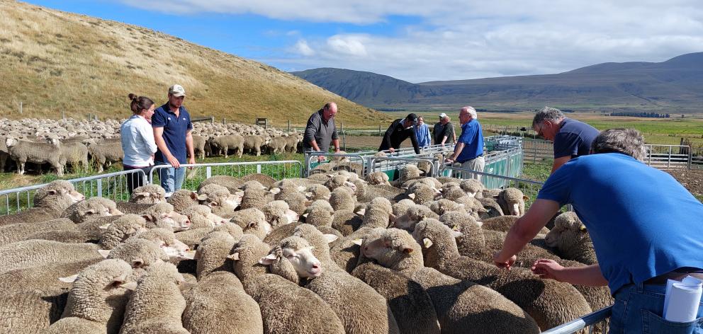 Merino farmers run the rule over two-tooths at Lake Heron Station during the Canterbury Merino...