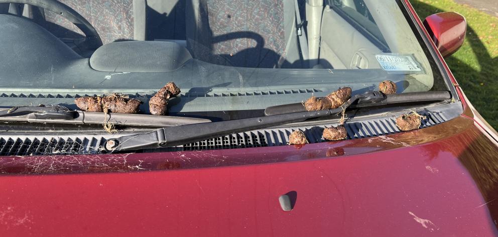 Taieri Mp Ingrid Leary's car was vandalised with faeces on Friday. Photo: Supplied