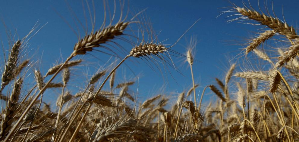 Russia and Ukraine together account for nearly a third of global wheat supplies. Photo: Reuters 