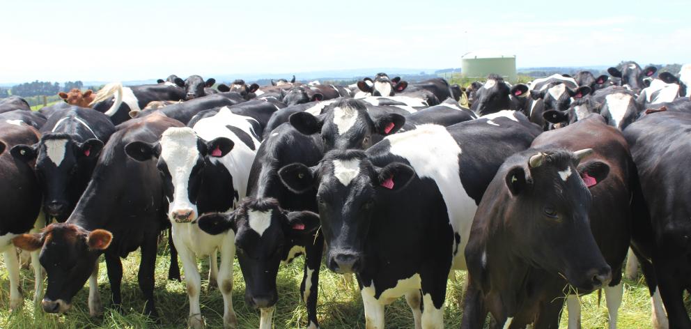 DairyNZ figures show Otago-Southland was home to 17.1% of the national dairy herd during the 2017-18 season. Photo: Ella Stokes