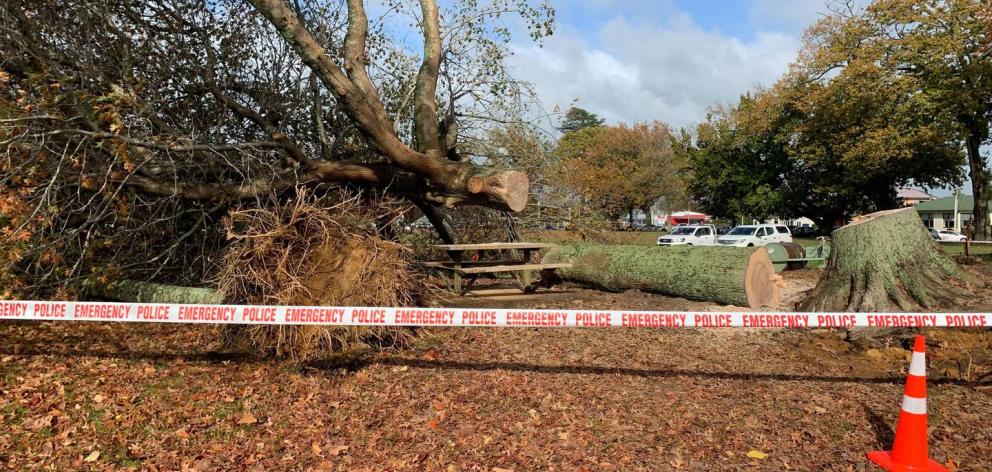 Waipa District Council said the healthy tree was felled by "freakishly" high winds. Photo: Adam Pearse