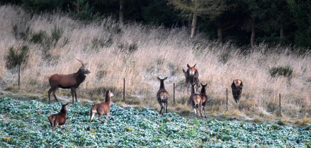 Police received a report of gunshots near Owaka before dawn, and found three deer poachers "red...
