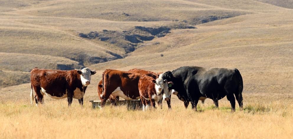 The sheep and beef sector is committed to playing its part in addressing climate change. PHOTO:...