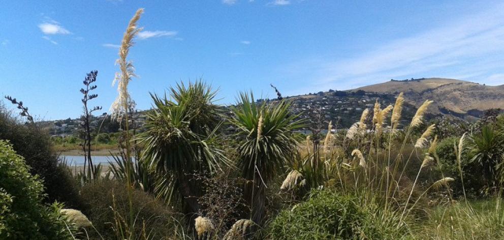 The wetland was a paddock in 2005 but is now full of wildlife. Photo: Newsline