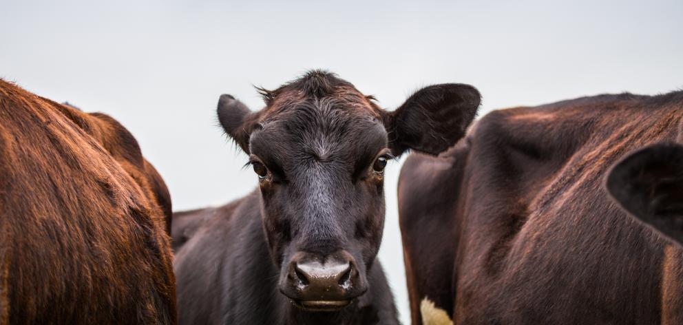 Stock cow photo: Getty Images