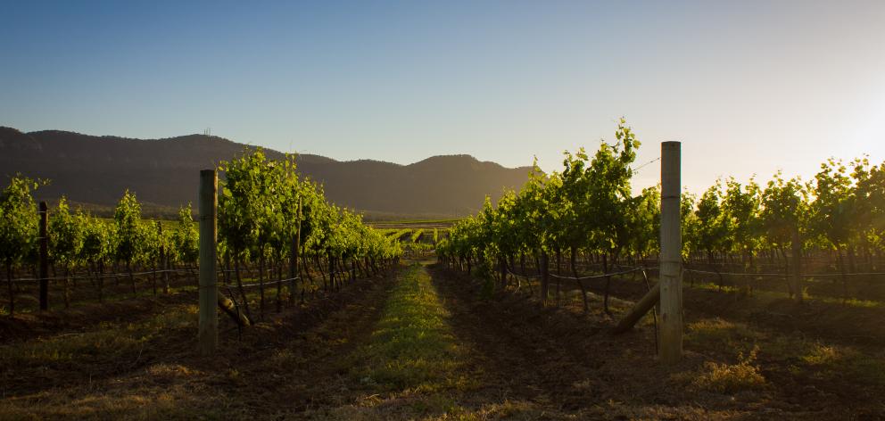 Australia’s oldest wine region, Hunter Valley, is just over two hours’ drive from Sydney. PHOTO:...