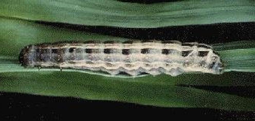 The moth’s caterpillar stage. PHOTOS: MERLIN CROSSLEY