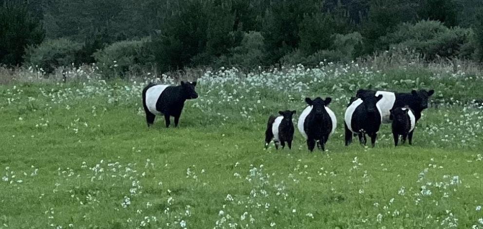 A herd of Belted Galloways graze on a paddock of regenerative pastures in Morven. PHOTO: SUPPLIED