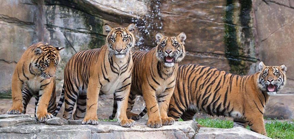GC parks still pack a punch - Otago Daily Times 3 Tiger Island, Dream World. PHOTO: DREAM WORLD