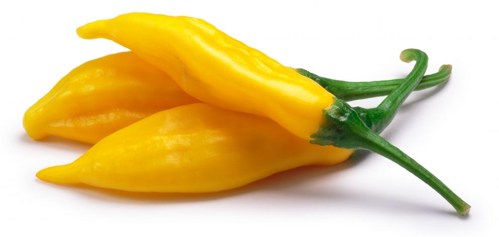Aji "Lemon Drop" chillies, essential to Peruvian cooking. PHOTO: GETTY IMAGES