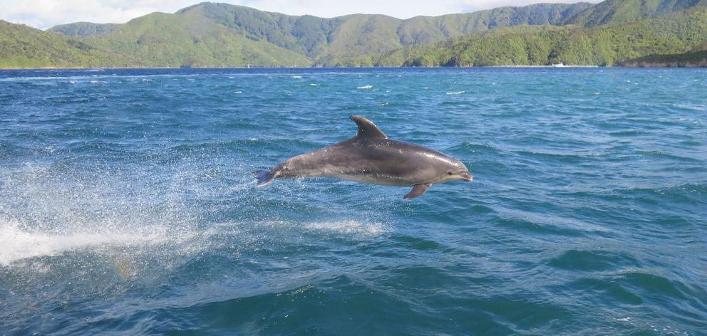 A frisky bottle nose dolphin.