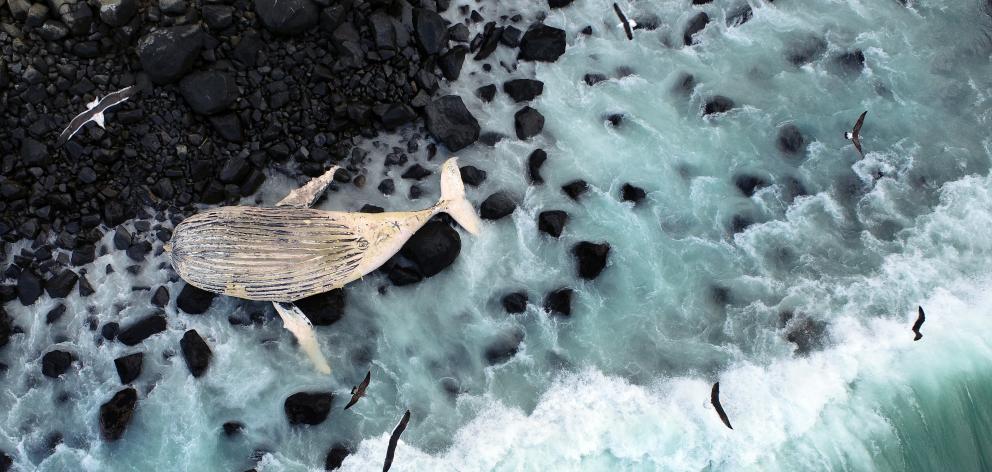 A decomposing, half-grown humpback whale has washed up on a remote beach north of Warrington....