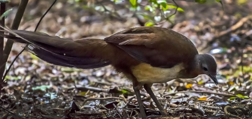 Albert's lyrebird is a crooner. PHOTO: TOURISM QUEENSLAND