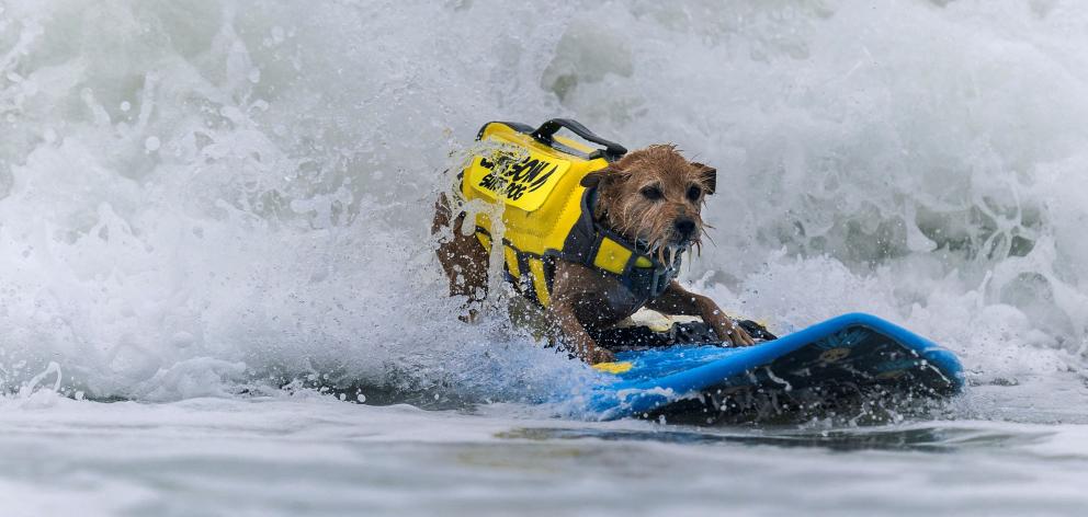 Carson competes in the world dog surfing championships in Pacifica, California. PHOTO: REUTERS