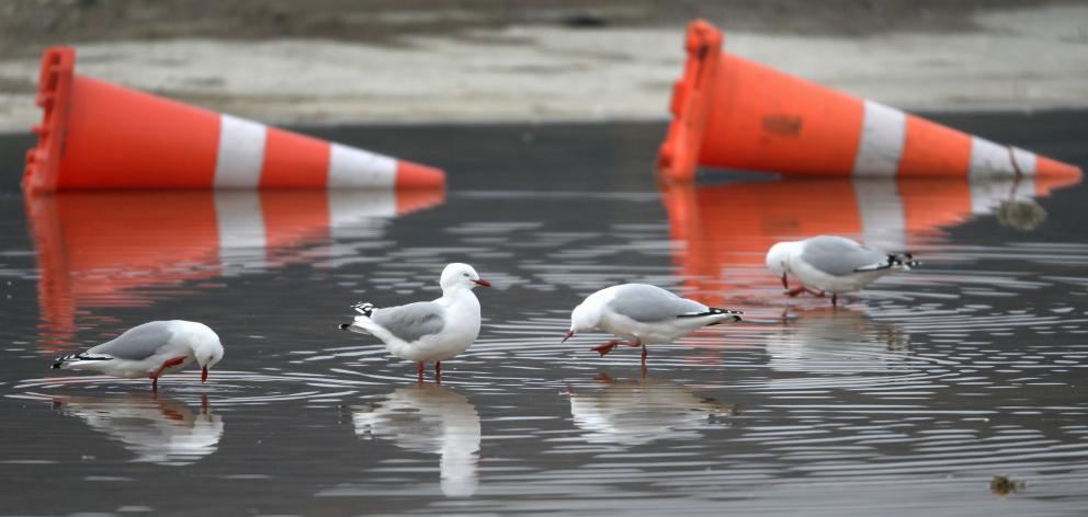 Seagulls make the most of a large puddle on the demolition site of the former Cadbury factory in...
