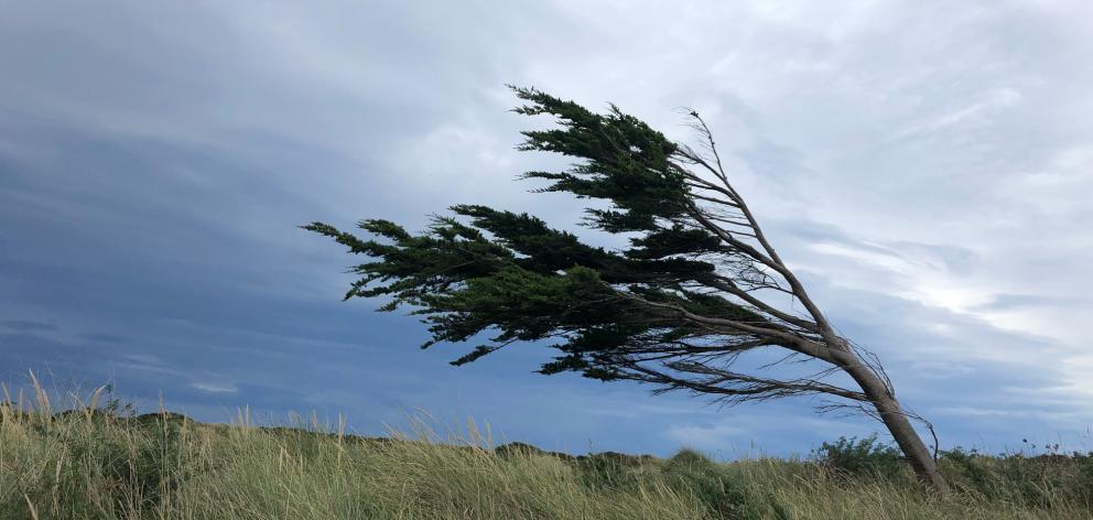 A windblown tree at Slope Point, Southland. Photo: Getty Images