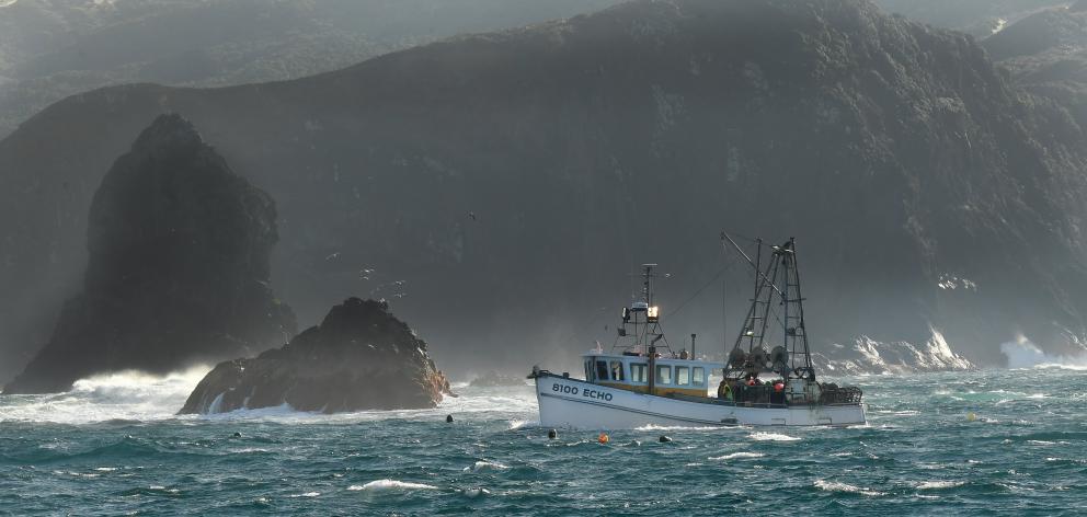 Echo skipper Gavin Heineman fishes for rock lobster off Otago Peninsula.  PHOTO: STEPHEN JAQUIERY