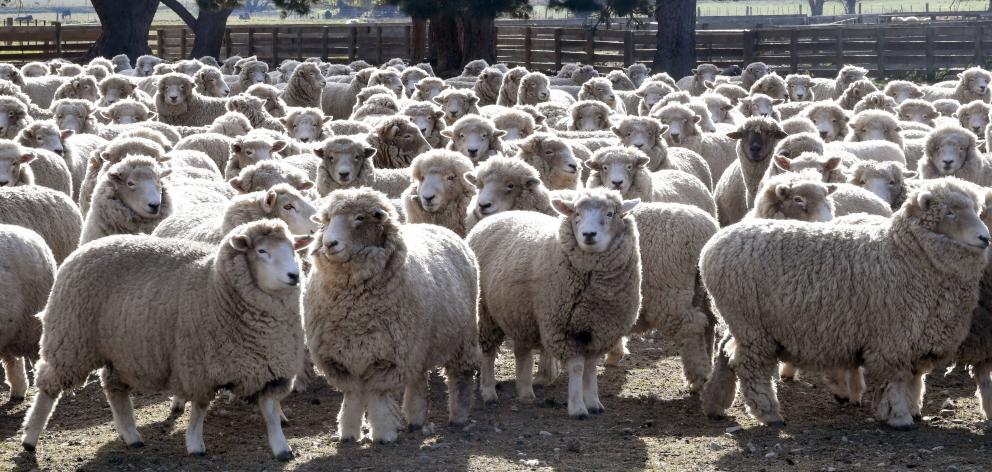 Red meat and dairy have long been considered ‘‘the staples’’ in New Zealand. PHOTO: STEPHEN JAQUIERY