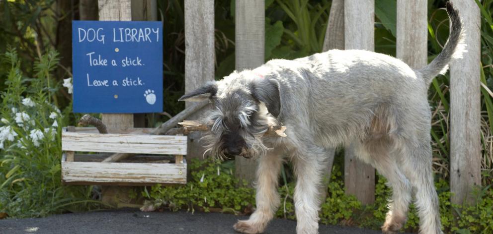 Local branch enthusiast Archie Haddow selects a stick from the Dog Library in Leven St, Roslyn....