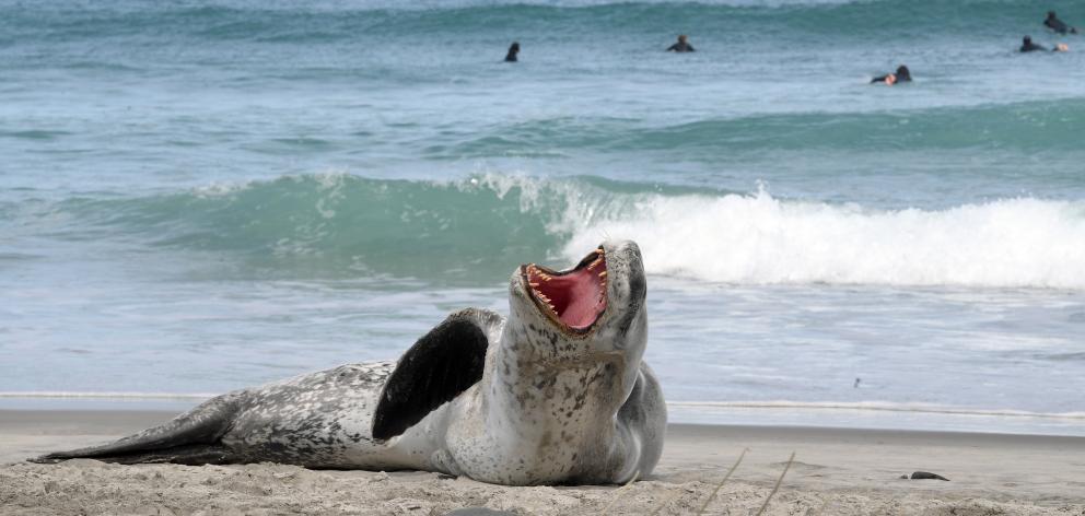A leopard seal yawns on St Clair Beach on Sunday. PHOTO: STEPHEN JAQUIERY