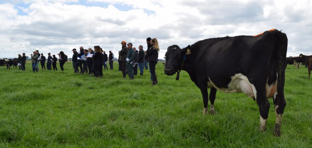 A cow from the fodder beet herd at Southern Dairy Hub joined in at the recent field day in...