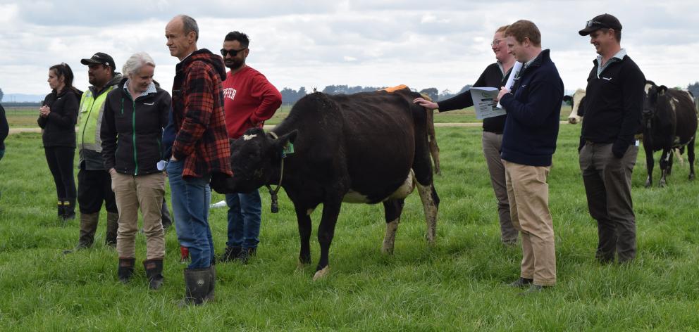 A cow checks out AgResearch Invermay soil scientist Ross Monaghan at the field day.
