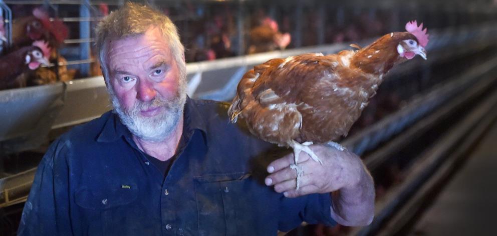 Pieter Bloem holds one of the thousands of laying hens he is trying to rehome before the end of...