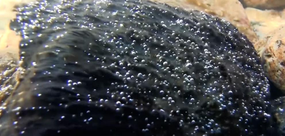 Cyanobacteria can potentially produce toxins which are harmful to humans and pets. 