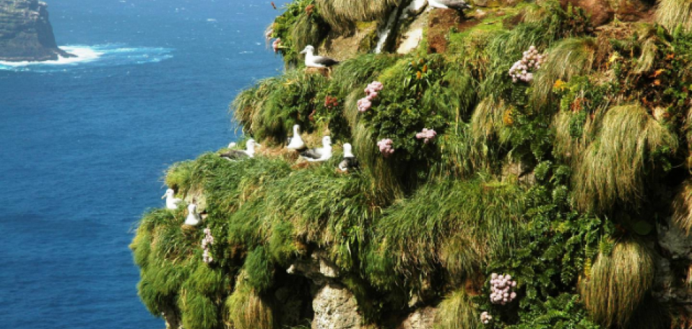 Albatross nest on a cliff in the Auckland Islands. Photo: John Montgomery