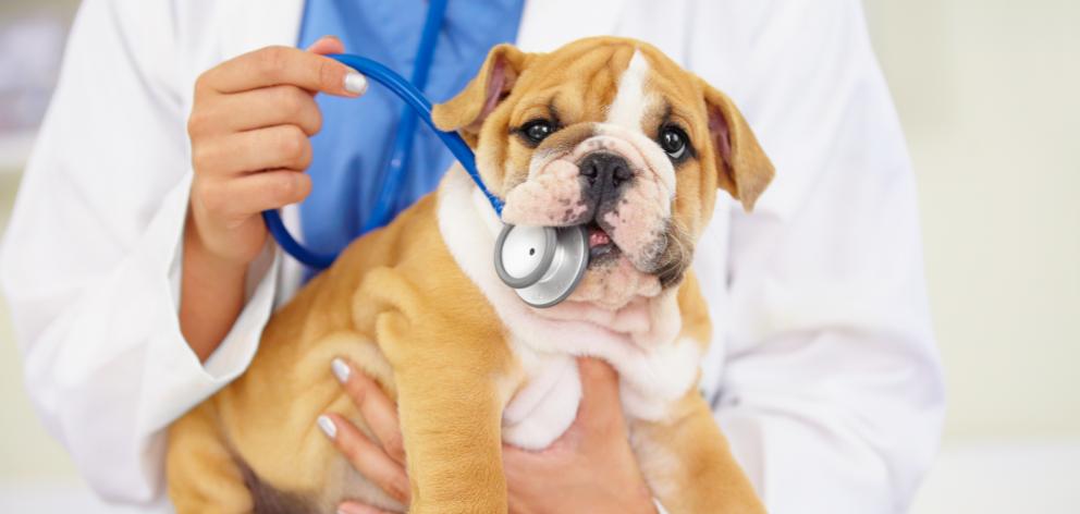 VetLife is one of the largest vet organisations in the South Island employing 140 people. Photo: Getty Images