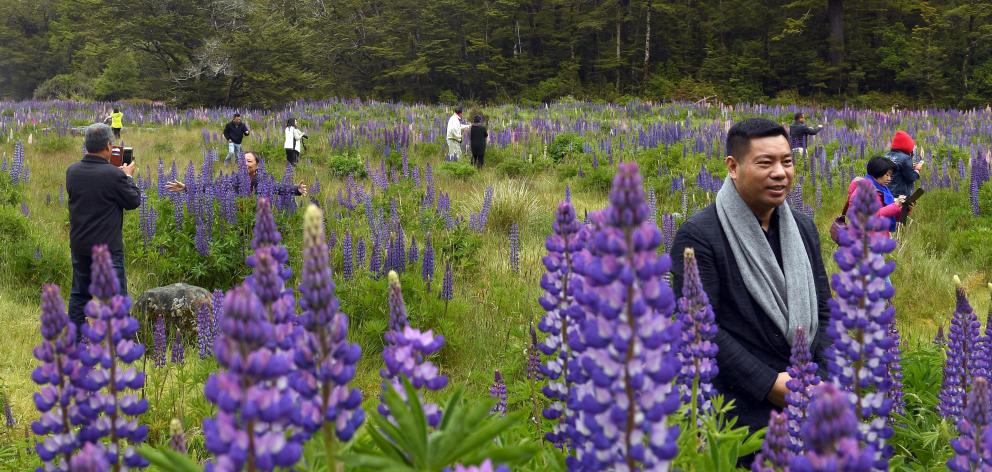 A busload of Chinese tourists photograph each other among lupins on the Te Anau-Milford Sound...