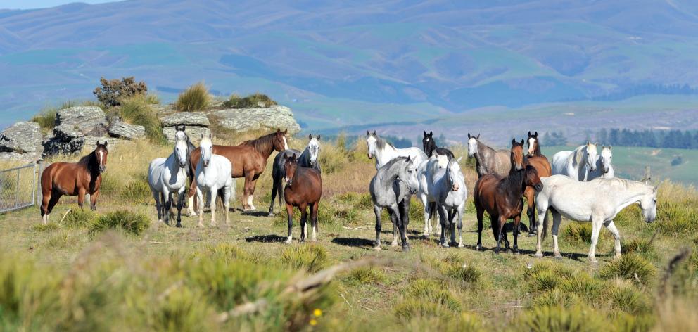 Who, us? The infamous Outlaw Broncs look like butter wouldn’t melt in their mouths, as they relax...