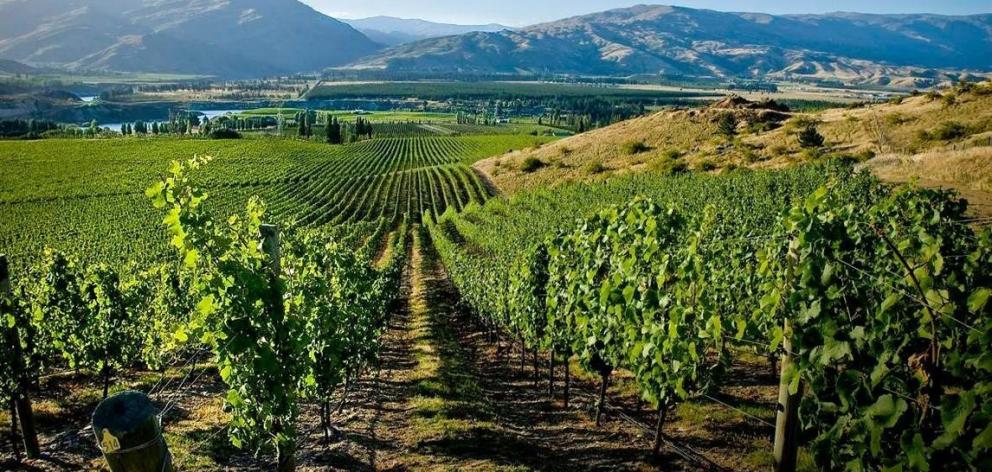 Recent hot conditions have resulted in a huge amount of early growth for Central Otago vineyards. 