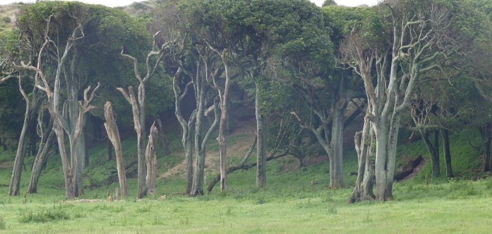 Twisted akeake trees at the edge of Henga scenic reserve.