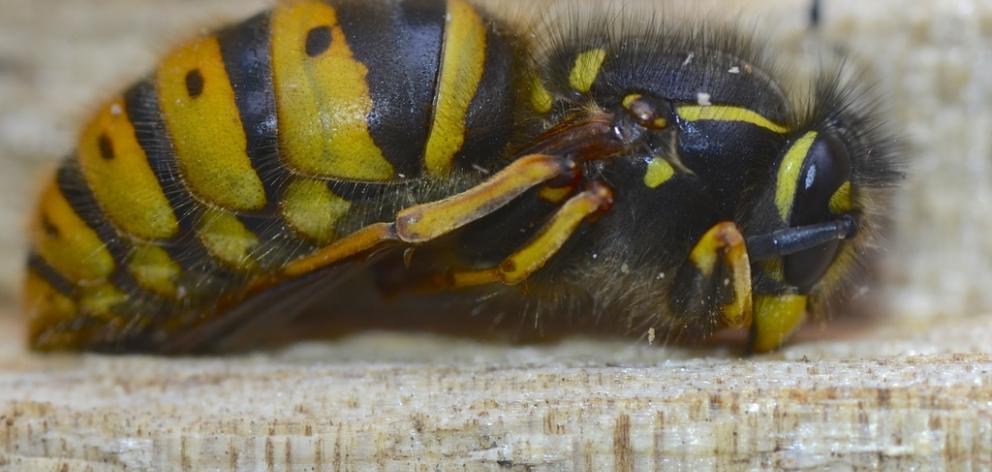 The common wasp is also found in Canterbury but is not as prevalent as the german variety. Photo:...