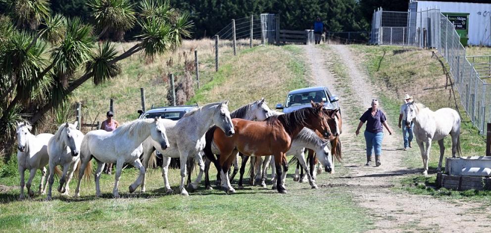 Sarah Burrows (centre) leads two coworkers in guiding horses from all around the South Island for...