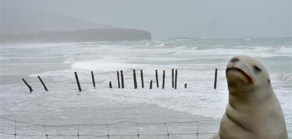 The last of the 1921 double-row groynes as they stood at St Clair this week, with the sea lion...