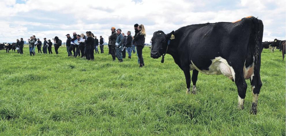 A cow from the fodder beet herd at Southern Dairy Hub joined in at a field day in Wallacetown...
