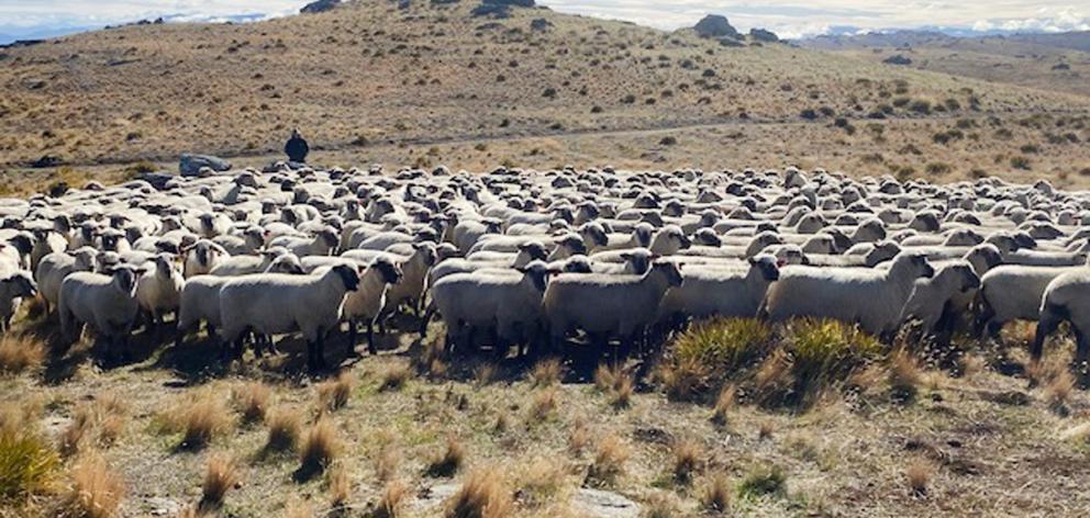 Dorset Downs at Craigneuk, in the Maniototo, being run at 1000m above seal level. PHOTO: SUPPLIED